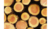 pulp production_180x101.png