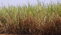 Sugar industry